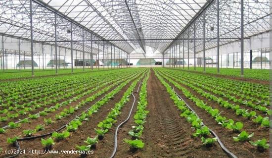  Finca rustica con invernadero en Parraje Bernal - ALMERIA 