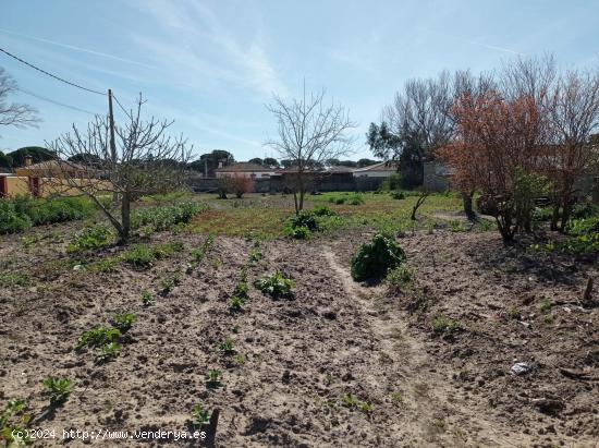 VENTA DE PARCELA SEGREGADA EN PAGO DEL HUMO - CADIZ