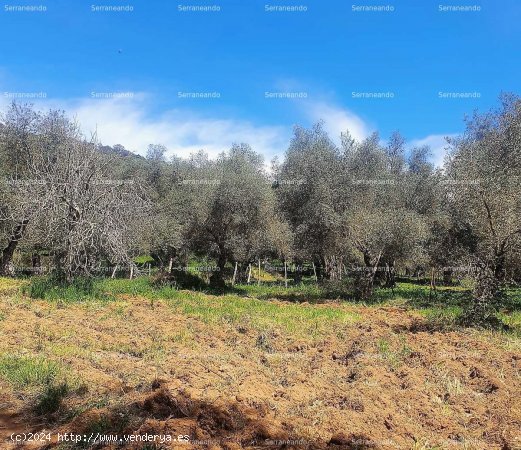 SE VENDE FINCA RÚSTICA EN VENTA EN VALDELARCO (HUELVA) ESPAÑA. - Valdelarco