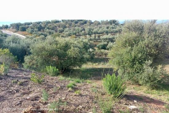 Magnífico solar en Nivar, junto a la montaña de 450m2. - GRANADA