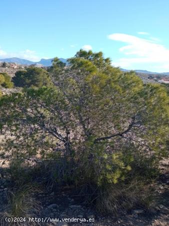 Parcela rural - ALICANTE