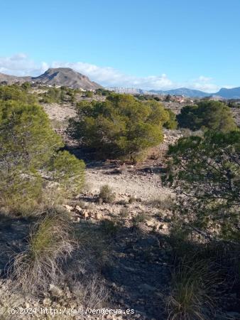 Parcela rural - ALICANTE