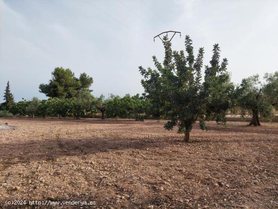 SE VENDE CAMPO PARA REFORMAR - ALICANTE