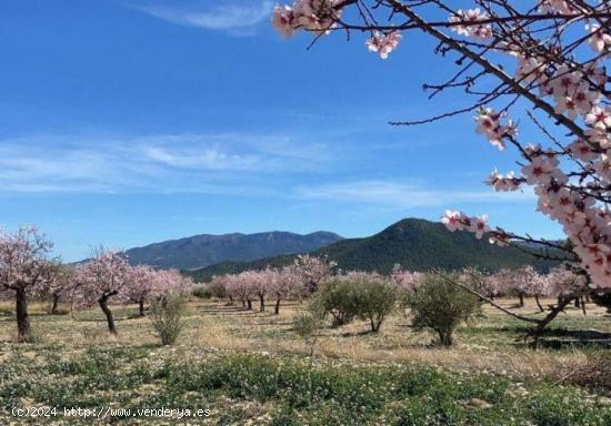  ESPECTACULAR FINCA EN VÉLEZ RUBIO - ALMERIA 