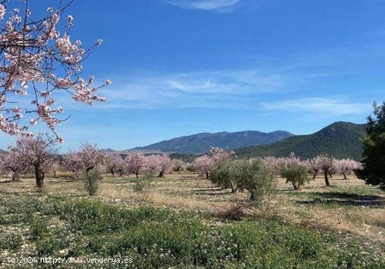 ESPECTACULAR FINCA EN VÉLEZ RUBIO - ALMERIA