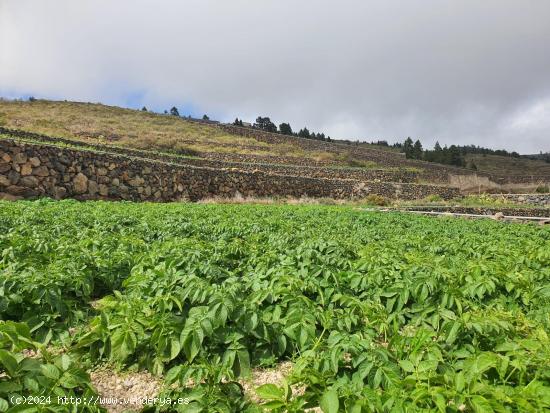 TINERCASA TE OFRECE ESTA GRAN OPORTUNIDAD DE FINCA RÚSTICA - SANTA CRUZ DE TENERIFE