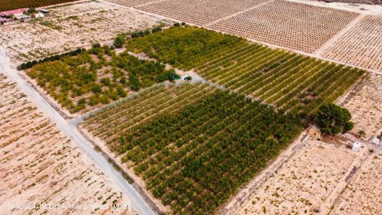  CASA + TERRENO EN PRODUCCIÓN EN LA SERRANA - MURCIA 