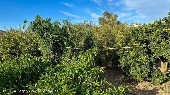 FINCA EN ALHAURÍN EL GRANDE. MÁLAGA - MALAGA