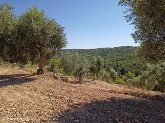 Finca cerca de la ermita de San Pol de Arens - TERUEL