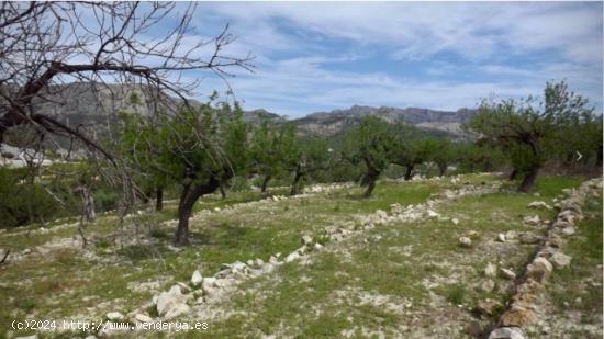 TERRENO RÚSTICO DE MÁS DE 10.000 M²  EN BOLULLA - ALICANTE