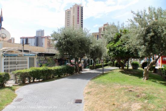 Local comercial en zona de mucho paso en Benidorm - ALICANTE