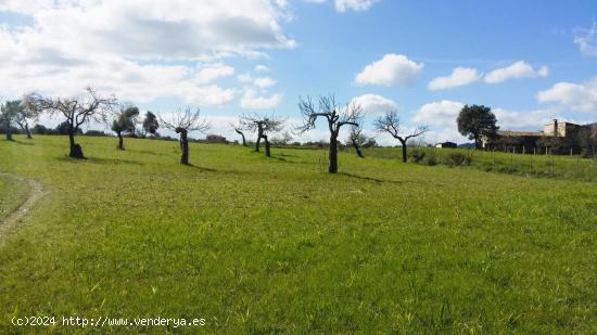  Terreno de 4.000 m2 con pozo de agua y casa de aperos en Selva - BALEARES 