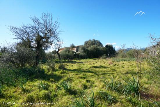 Gran Finca Rústica de 44.771 m2 en Binissalem - BALEARES