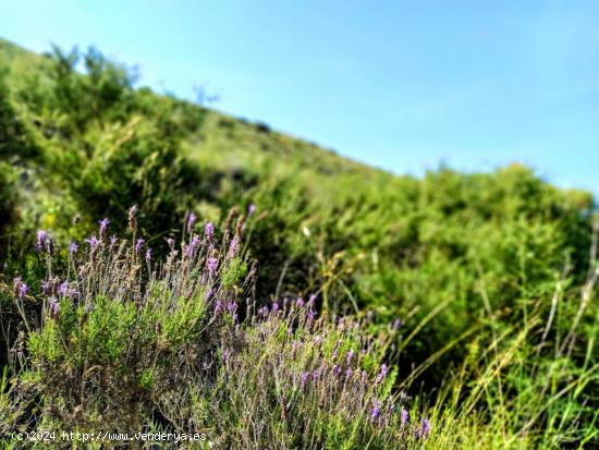 TERRENO RUSTICO DE VENTA EN MAZARRÓN - MURCIA