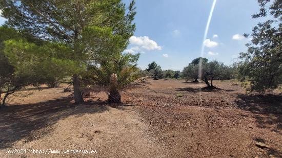 Finca Rústica en L'Ampolla - TARRAGONA