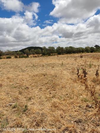 Terreno con 6000m2 en los naveros - CADIZ