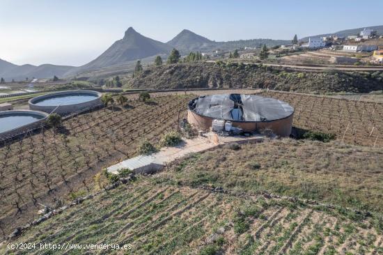  FINCA CON VIÑEDO , LAGAR , CUARTO A REFORMAR Y PARCELA, LA ESCALONA, VILAFLOR - SANTA CRUZ DE TENER 