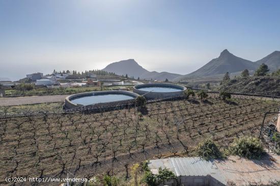 FINCA CON VIÑEDO , LAGAR , CUARTO A REFORMAR Y PARCELA, LA ESCALONA, VILAFLOR - SANTA CRUZ DE TENER