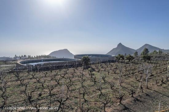 FINCA CON VIÑEDO , LAGAR , CUARTO A REFORMAR Y PARCELA, LA ESCALONA, VILAFLOR - SANTA CRUZ DE TENER