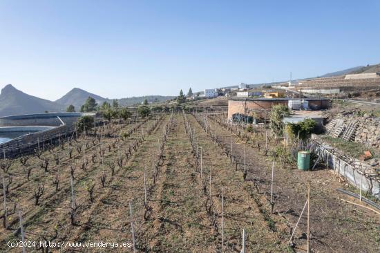 FINCA CON VIÑEDO , LAGAR , CUARTO A REFORMAR Y PARCELA, LA ESCALONA, VILAFLOR - SANTA CRUZ DE TENER