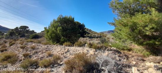 PARCELA 30.000 METROS DE TERRENO - ALICANTE