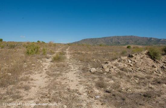 PARCELA EN PARAJE LA CENTENERA - ALICANTE