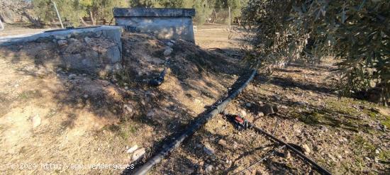 VENTA finca de olivos en paraje Lomas de vitar - GRANADA