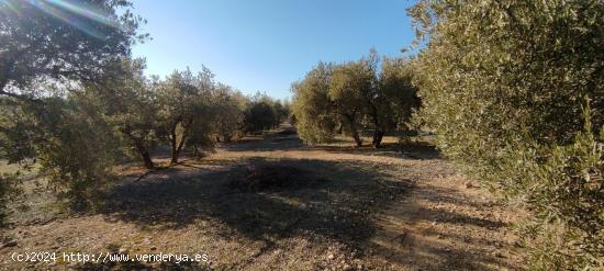 VENTA finca de olivos en paraje Lomas de vitar - GRANADA