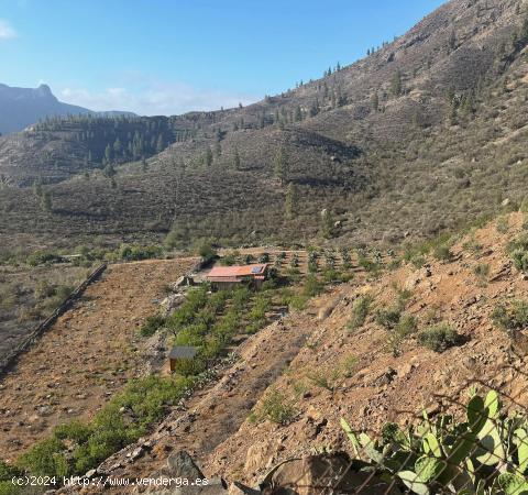 Vida autosuficiente en una gran finca con casa en el valle de los albaricoques - LAS PALMAS