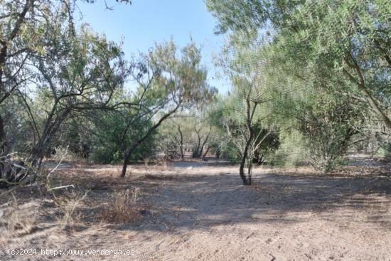 Se Vende en Sanlucar de Barrameda - CADIZ