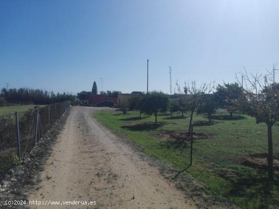 PARCELA RUSTICA EN LA JARA - CADIZ