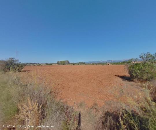  Terreno agrario para construir en Sencelles - BALEARES 