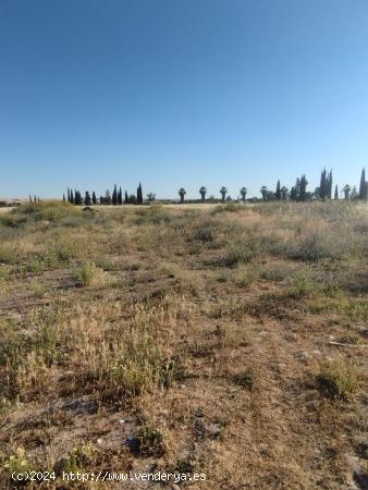 VENTA PARCELA RÚSTICA DE USO AGRARIO CARRETERA PALMA DEL RÍO - CORDOBA - CORDOBA