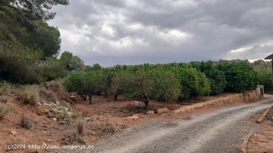 FINCA RUSTICA EN LA NUCIA , 5.000 M CON AGUA DE RIEGO , NARANJOS EN PRODUCCION - ALICANTE