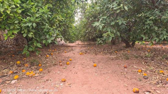 FINCA RUSTICA EN LA NUCIA , 5.000 M CON AGUA DE RIEGO , NARANJOS EN PRODUCCION - ALICANTE