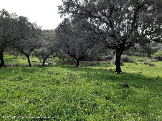 Finca 40.000 m2 con charca que mana y una construcción en Rincón de Ballesteros - CACERES