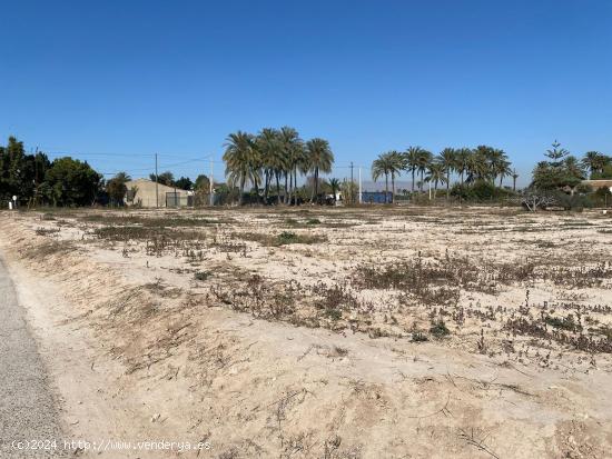 Terreno muy bien ubicado con riego por goteo - ALICANTE