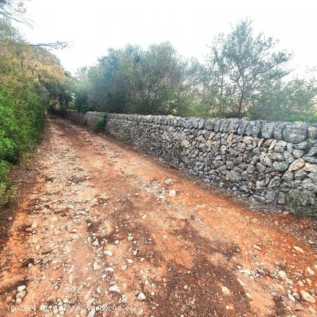 FINCA RÚSTICA DE 15.543 M2 EN STA. MARIA DEL CAMÍ - BALEARES