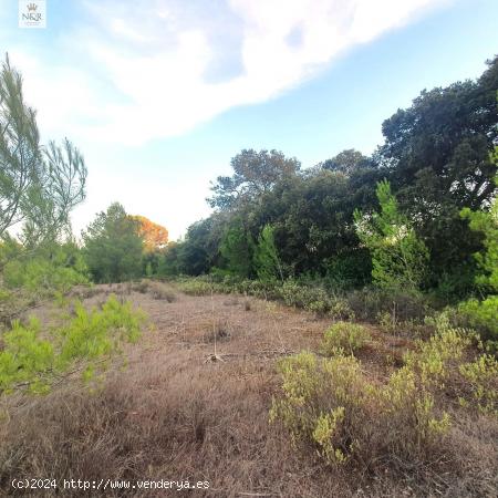 FINCA RÚSTICA DE 15.543 M2 EN STA. MARIA DEL CAMÍ - BALEARES