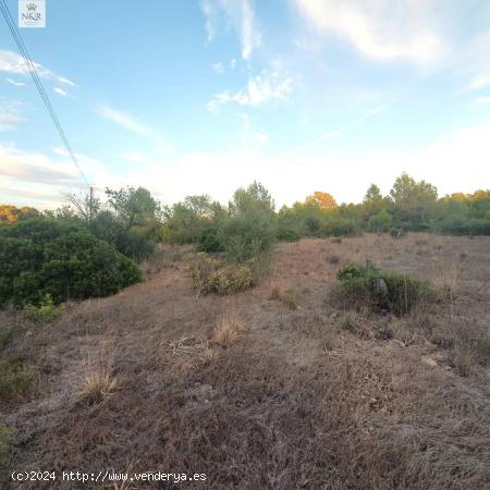 FINCA RÚSTICA DE 15.543 M2 EN STA. MARIA DEL CAMÍ - BALEARES