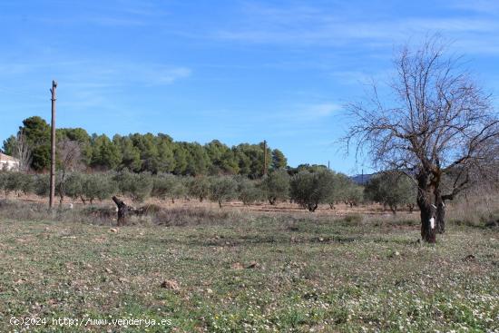 TERRENO RUSTICO EN IBI (ALICANTE) - ALICANTE