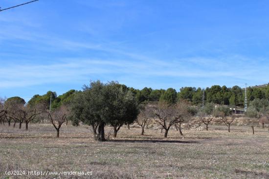 TERRENO RUSTICO EN IBI (ALICANTE) - ALICANTE