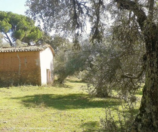 SE VENDE FINCA RUSTICA EN VENTA EN VALDELARCO (HUELVA) ESPAÑA. - Valdelarco