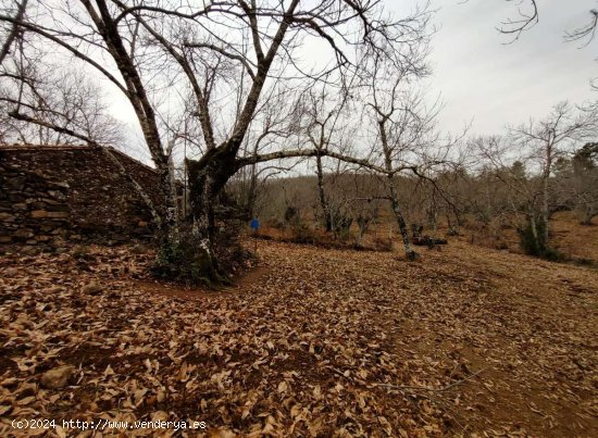 SE VENDE FINCA RUSTICA AGRICOLA EN VENTA EN EL CASTAÑO DEL ROBLEDO (HUELVA) ESPAÑA. - Cast