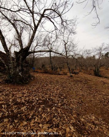 SE VENDE FINCA RUSTICA AGRICOLA EN VENTA EN EL CASTAÑO DEL ROBLEDO (HUELVA) ESPAÑA. - Cast