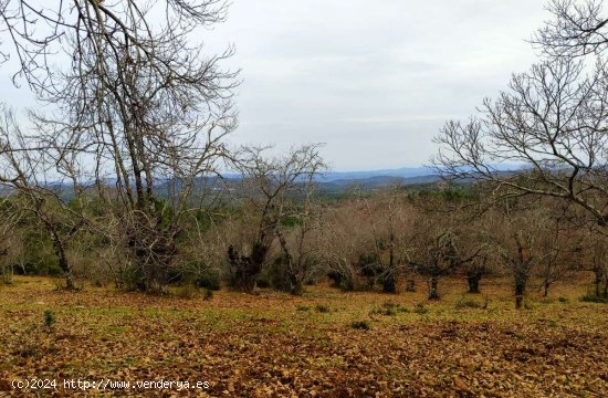  SE VENDE FINCA RUSTICA-AGRÍCOLA EN VENTA EN EL CASTAÑO DEL ROBLEDO (HUELVA) ESPAÑA. - 