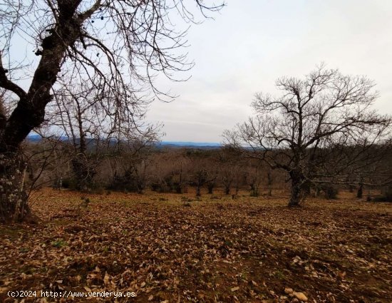 SE VENDE FINCA RUSTICA-AGRÍCOLA EN VENTA EN EL CASTAÑO DEL ROBLEDO (HUELVA) ESPAÑA. -