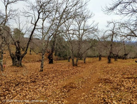 SE VENDE FINCA RUSTICA-AGRÍCOLA EN VENTA EN EL CASTAÑO DEL ROBLEDO (HUELVA) ESPAÑA. -