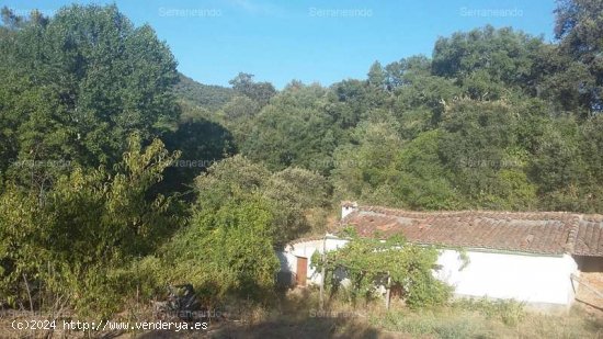 SE VENDE FINCA RUSTICA EN VENTA EN JABUGO (HUELVA) ESPAÑA. - Jabugo