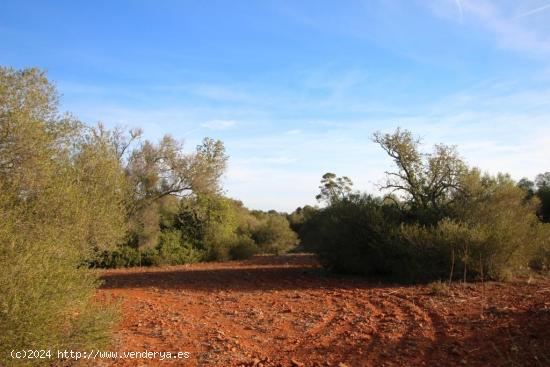 más de 60000m2 de terreno a 5 minutos de Campos - BALEARES